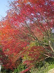 施工現場の紅葉、、もみじ、モミジ。　②