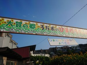 上大岡、東口商店街協賛「大賀の郷」３万本のヒマワリイベント開催です！